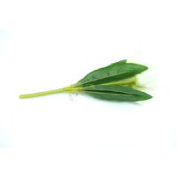 Floare Artificială Tip Lalea – A80601 (2) Floare Artificială Tip Lalea – A80601 (2)