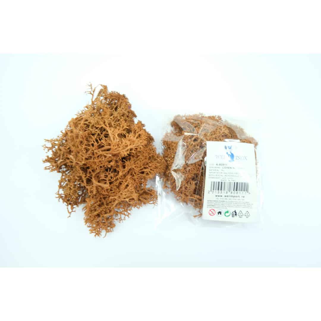 Licheni Naturali Stabilizati Pentru Decor Interior A80911 (6) Licheni Naturali Stabilizati Pentru Decor Interior A80911 (6)