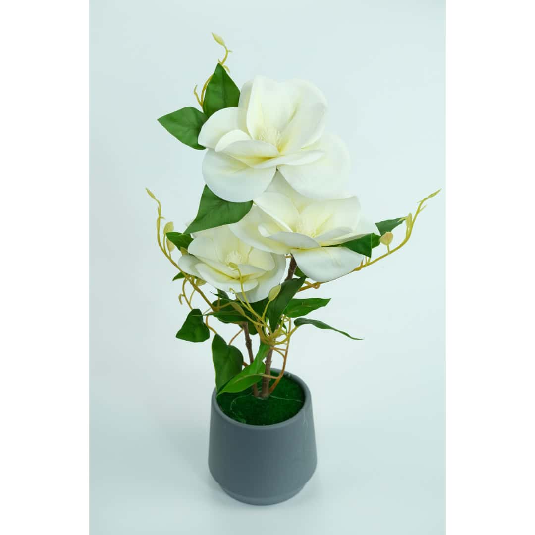 Magnolie Artificială În Ghiveci – A80769 (2) Magnolie Artificială În Ghiveci – A80769 (2)