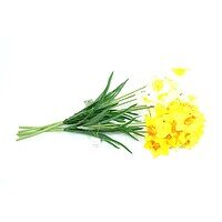 Narcise Artificiale Decorative – A80031 Narcise Artificiale Decorative – A80031