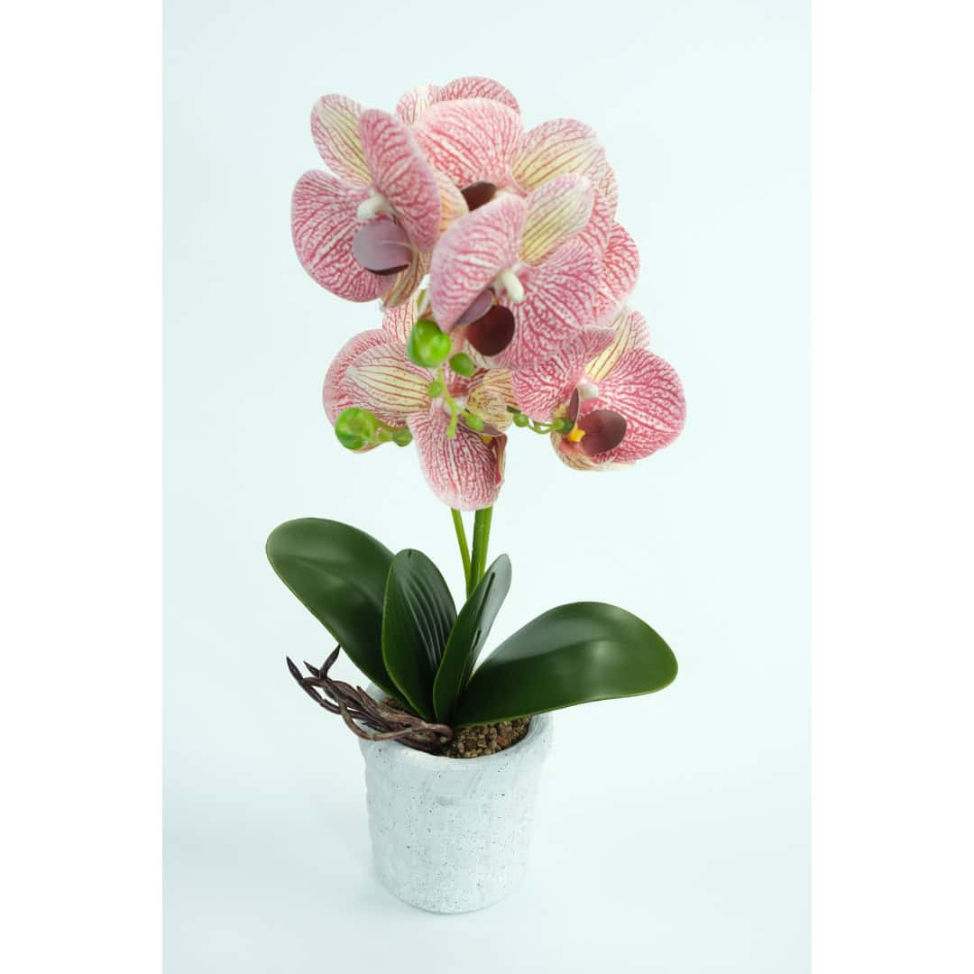 Orhidee Artificiale În Ghiveci – A80642 (2) Orhidee Artificiale În Ghiveci – A80642 (2)