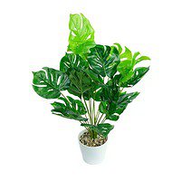 Philodendroni Artificiali În Ghiveci – A80462 (1) Philodendroni Artificiali În Ghiveci – A80462 (1)