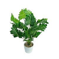 Philodendroni Artificiali În Ghiveci – A80462 (2) Philodendroni Artificiali În Ghiveci – A80462 (2)